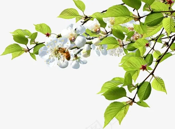 高清树叶花卉