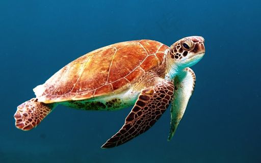 游动的海龟 游动的海龟