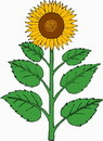 花朵鲜花_442eps,ai矢量模版下载