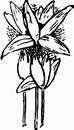 花朵鲜花_1143eps,ai矢量模版下载