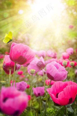 阳光下的罂粟花