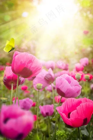 阳光下的罂粟花