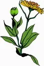 花朵鲜花_306eps,ai矢量模版下载