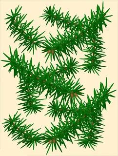 矢量松树叶 矢量松树叶