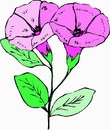 花朵鲜花_503eps,ai矢量模版下载