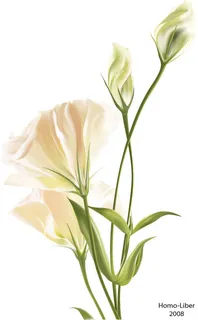 花朵矢量素材 花朵矢量素材
