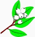 花朵鲜花_572eps,ai矢量模版下载