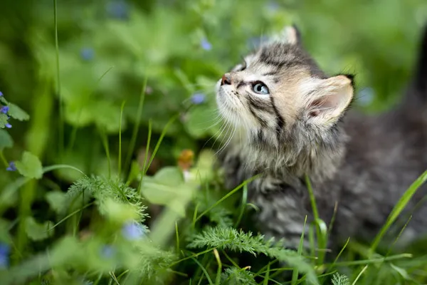 草丛里的小猫
