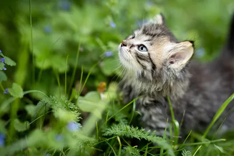 草丛里的小猫 草丛里的小猫