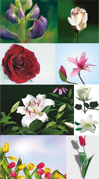逼真花卉矢量