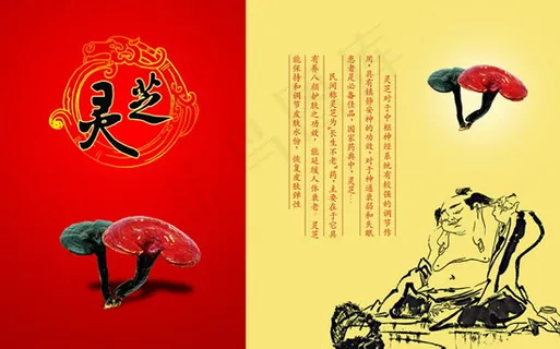灵芝画册PSD