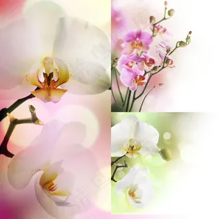 漂亮的兰花 漂亮的兰花