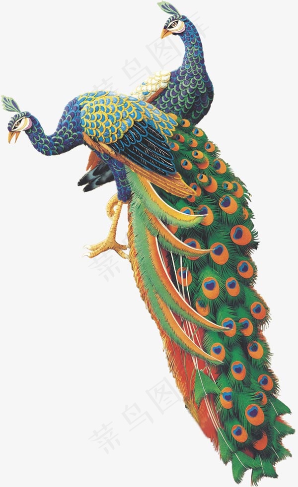 两只手绘孔雀