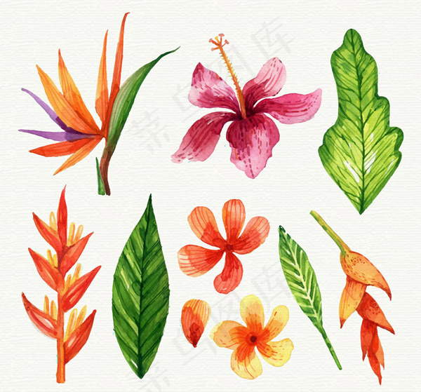 彩绘热带花朵和叶子eps,ai矢量模版下载