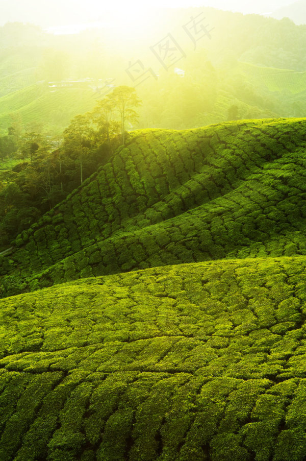 茶园风景2