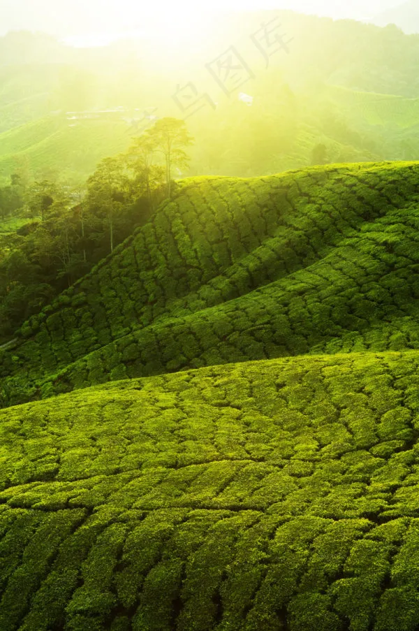 茶园风景2
