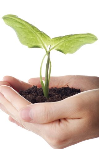 手捧植物苗子,免抠元素