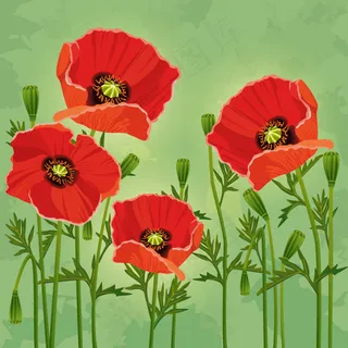 红色罂粟花矢量