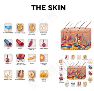 皮肤组织和结构