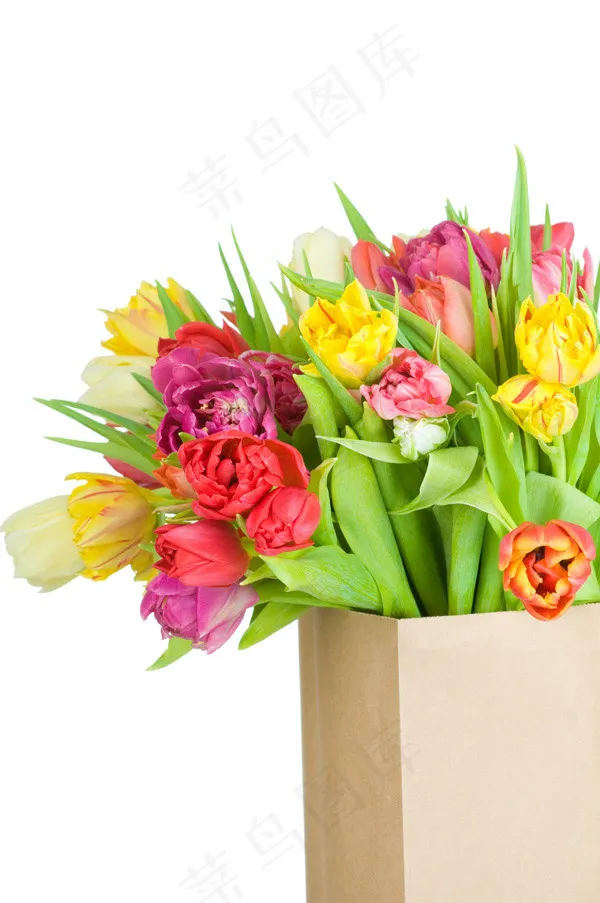 郁金香鲜花