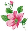 PSD精美花纹_108psd模版下载