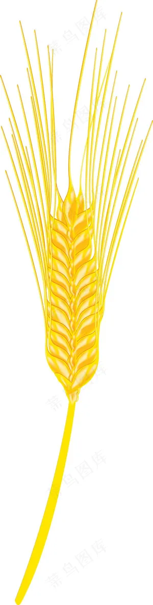 麦穗矢量