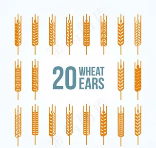 金色麦穗矢量