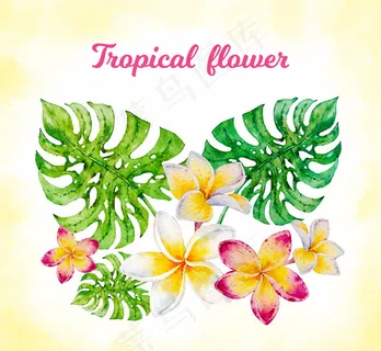 龟背竹叶和鸡蛋花