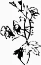花朵鲜花_1177eps,ai矢量模版下载