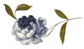 PSD精美花纹_86psd模版下载
