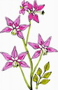 花朵鲜花_103eps,ai矢量模版下载