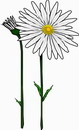 花朵鲜花_399eps,ai矢量模版下载