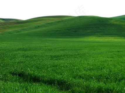 一望无际绿草地 一望无际绿草地