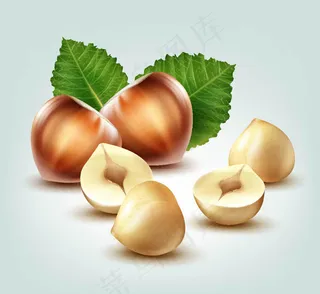 剥开的榛子矢量