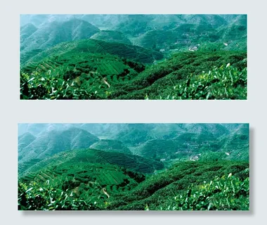 茶园高清风景图片