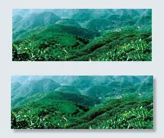 茶园高清风景图片