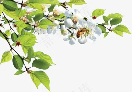 清新树叶花朵 清新树叶花朵