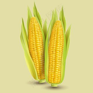 逼真玉米矢量