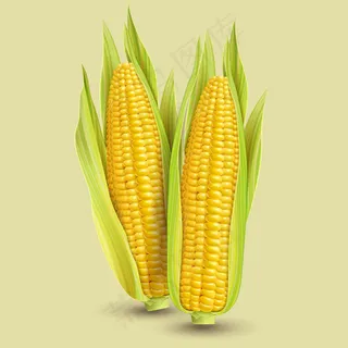 逼真玉米矢量