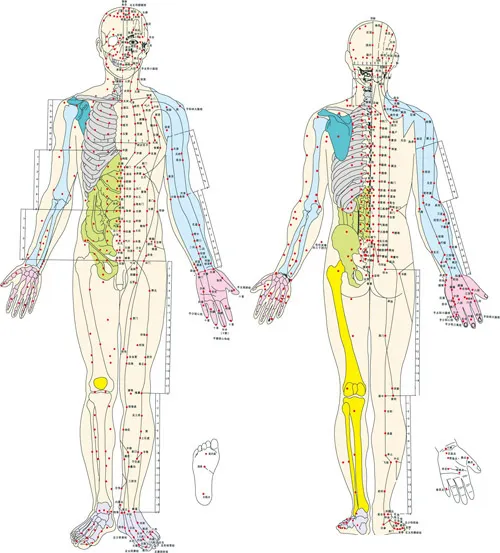 经络穴位图ai矢量模版下载