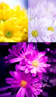 小菊花高清图片 小菊花高清图片