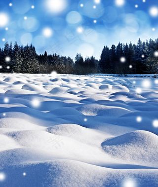 冰雪覆盖的树林