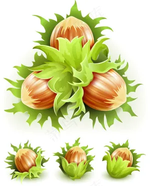新鲜榛子矢量
