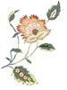 PSD精美花纹_66psd模版下载