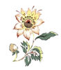 PSD精美花纹_62psd模版下载