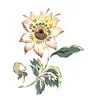 PSD精美花纹_62psd模版下载