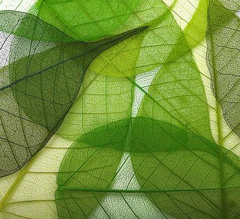 透明树叶叶茎背景