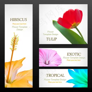 鲜花卡片背景,背景元素 鲜花卡片背景,背景元素