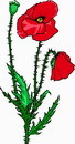 花朵鲜花_553eps,ai矢量模版下载