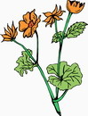 花朵鲜花_259eps,ai矢量模版下载